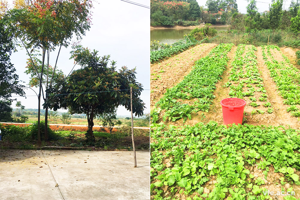 鄉(xiāng)情 鄉(xiāng)情