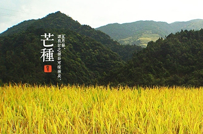 芒種，忙忙栽